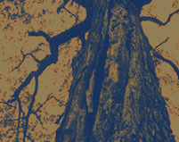 The Mighty Oak Tree